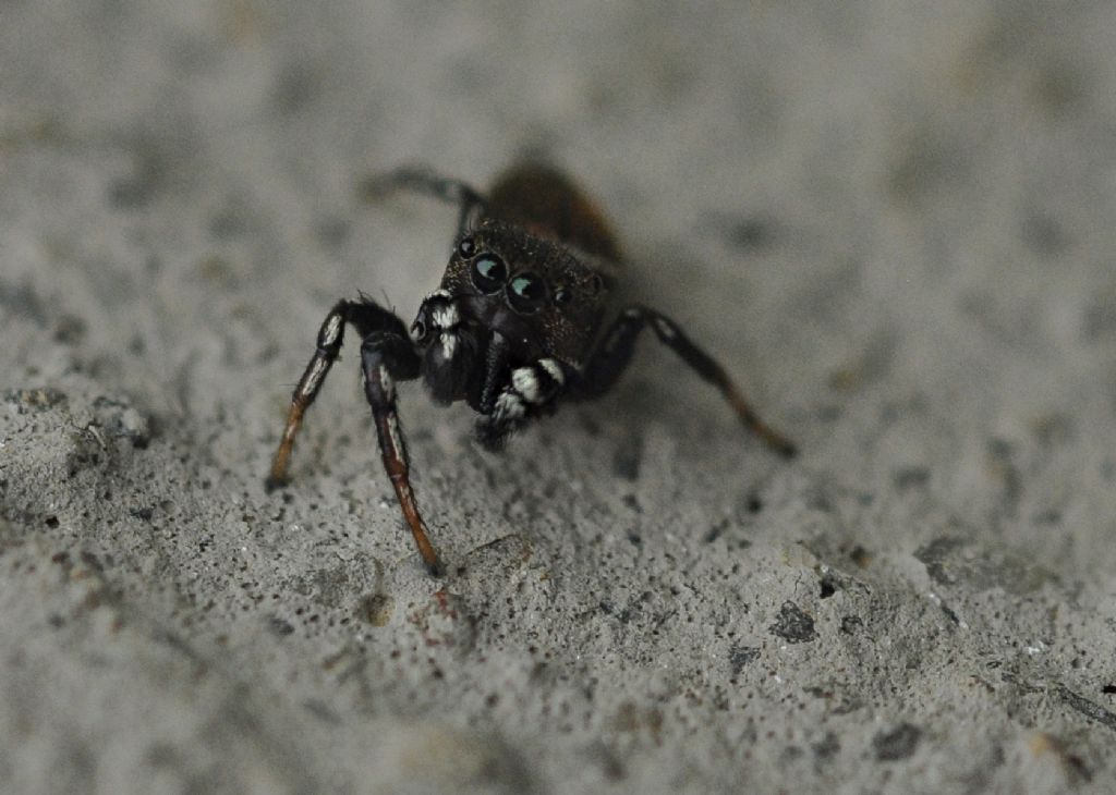 Salticidae da id (2)